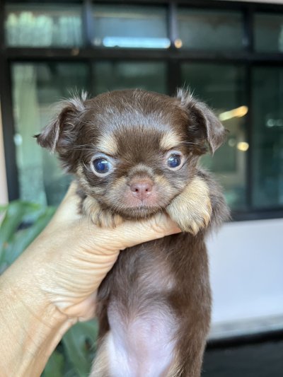 ผู้หญิงขนยาว น้องมอคค่า(Mocha)