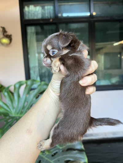 ผู้หญิงขนยาว น้องมอคค่า(Mocha)