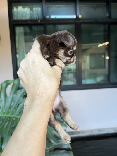 ผู้หญิงขนยาว น้องมอคค่า(Mocha)