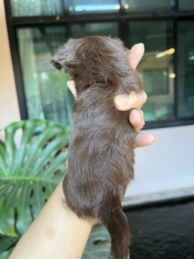 ผู้หญิงขนยาว น้องมอคค่า(Mocha)