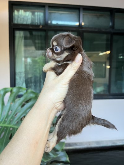 ผู้หญิงขนยาว น้องมอคค่า(Mocha)