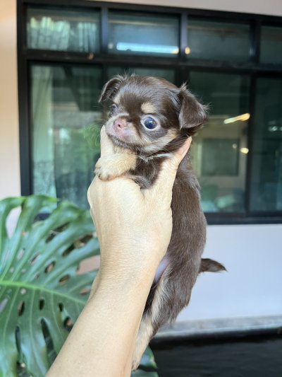 ผู้หญิงขนยาว น้องมอคค่า(Mocha)