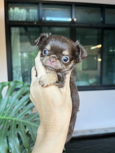 ผู้หญิงขนยาว น้องมอคค่า(Mocha)