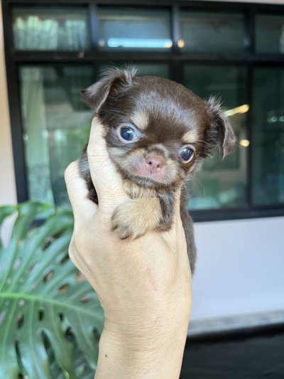 ผู้หญิงขนยาว น้องมอคค่า(Mocha)