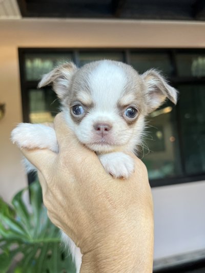 ผู้ชาย ขนยาว น้องนิกกี้ (Nikki)