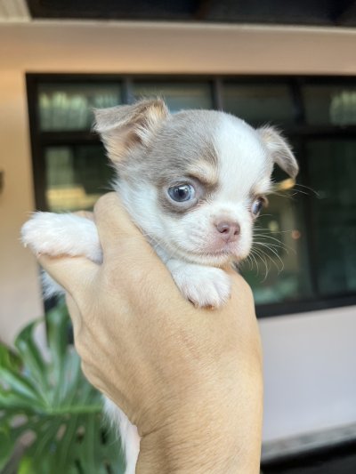 ผู้ชาย ขนยาว น้องนิกกี้ (Nikki)