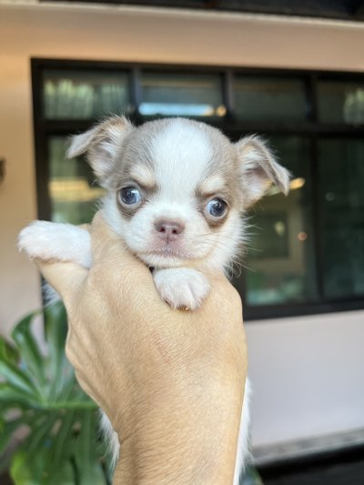 ผู้ชาย ขนยาว น้องนิกกี้ (Nikki)