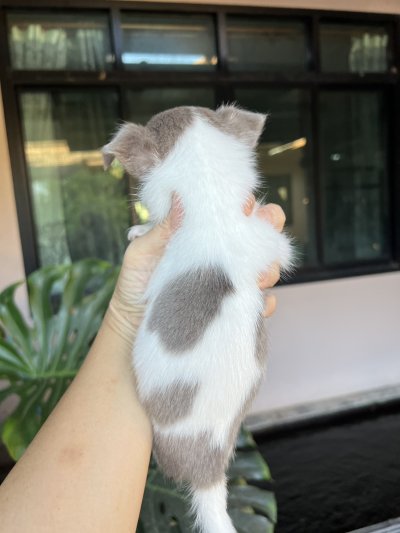 ผู้ชาย ขนยาว น้องนิกกี้ (Nikki)