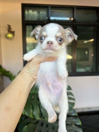 ผู้ชาย ขนยาว น้องนิกกี้ (Nikki)