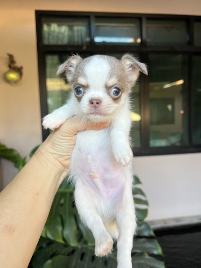 ผู้ชาย ขนยาว น้องนิกกี้ (Nikki)