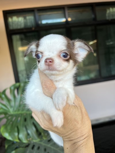 ผู้ชายขนยาว น้องโอลิเวอร์(Oliver)