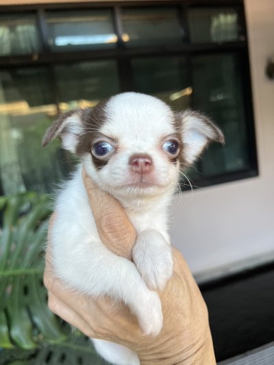 ผู้ชายขนยาว น้องโอลิเวอร์(Oliver)