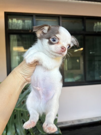 ผู้ชายขนยาว น้องโอลิเวอร์(Oliver)