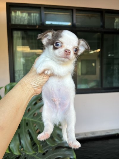 ผู้ชายขนยาว น้องโอลิเวอร์(Oliver)