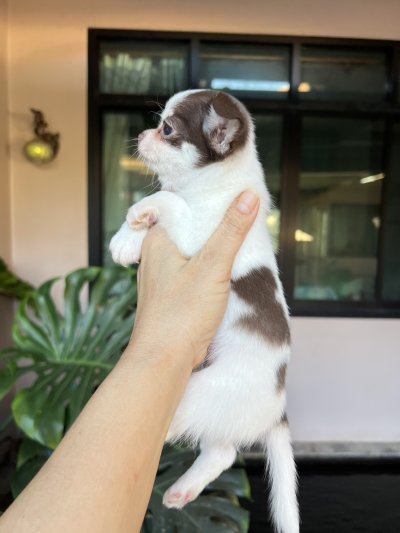 ผู้ชายขนยาว น้องโอลิเวอร์(Oliver)