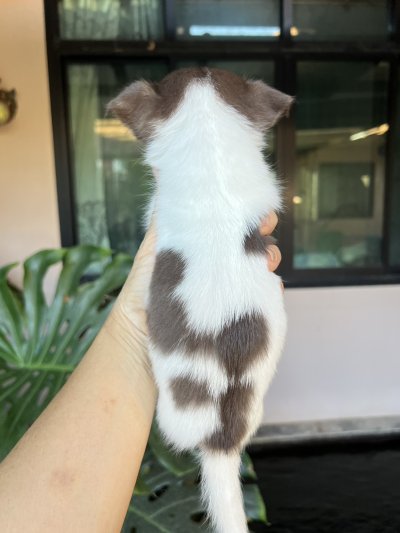 ผู้ชายขนยาว น้องโอลิเวอร์(Oliver)