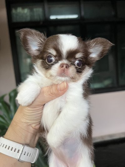 ผู้หญิงขนยาว น้องฟองดูว์ (Fondue)