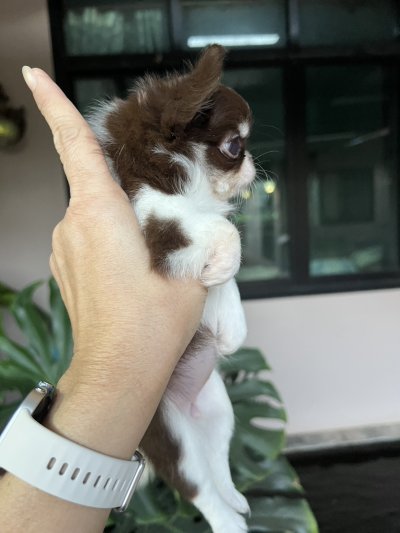 ผู้หญิงขนยาว น้องฟองดูว์ (Fondue)