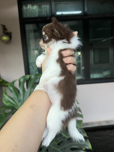 ผู้หญิงขนยาว น้องฟองดูว์ (Fondue)