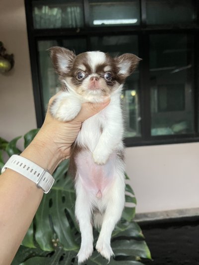 ผู้หญิงขนยาว น้องฟองดูว์ (Fondue)