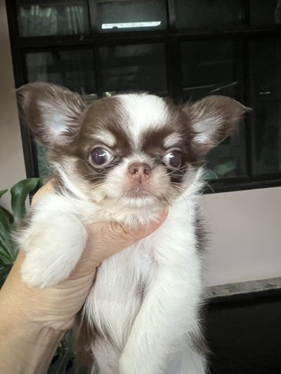 ผู้หญิงขนยาว น้องฟองดูว์ (Fondue)