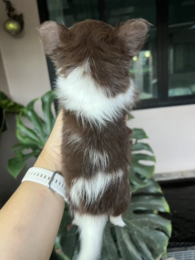 ผู้หญิงขนยาว น้องฟองดูว์ (Fondue)