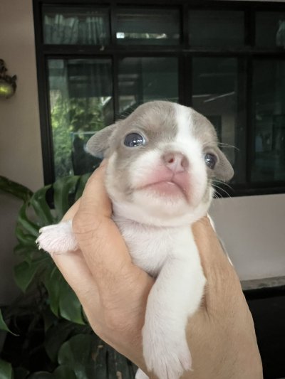 ผู้หญิงขนสั้น น้องปีใหม่