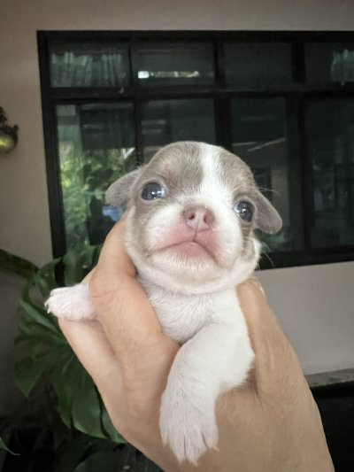 ผู้หญิงขนสั้น น้องปีใหม่