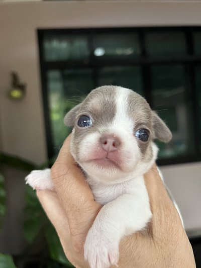 ผู้หญิงขนสั้น น้องปีใหม่