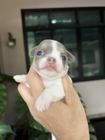 ผู้หญิงขนสั้น น้องปีใหม่