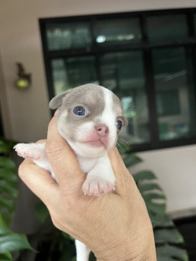 ผู้หญิงขนสั้น น้องปีใหม่