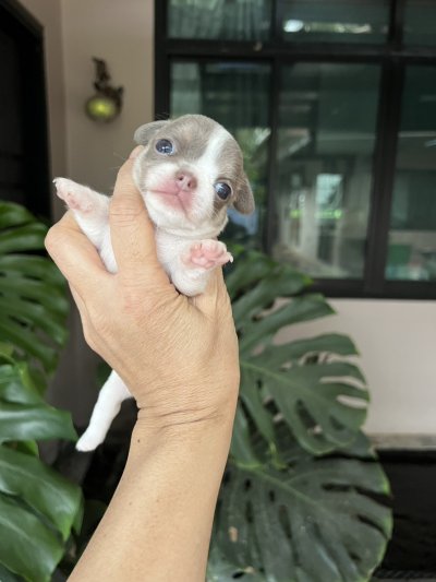 ผู้หญิงขนสั้น น้องปีใหม่