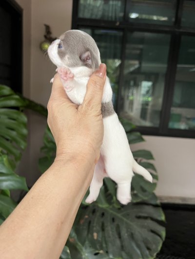 ผู้หญิงขนสั้น น้องปีใหม่