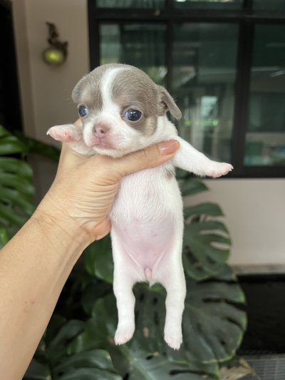 ผู้หญิงขนสั้น น้องปีใหม่