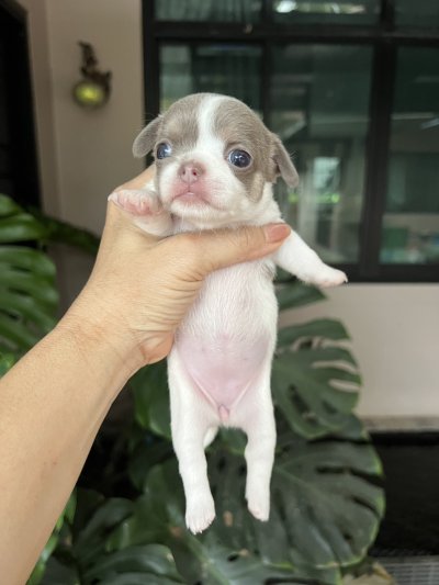 ผู้หญิงขนสั้น น้องปีใหม่