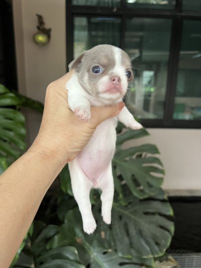 ผู้หญิงขนสั้น น้องปีใหม่