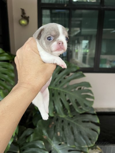 ผู้หญิงขนสั้น น้องปีใหม่