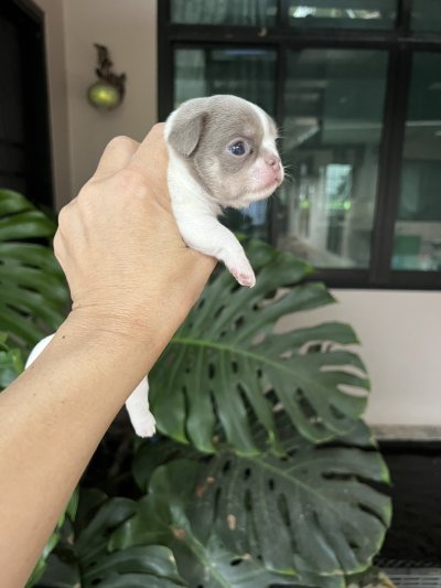 ผู้หญิงขนสั้น น้องปีใหม่