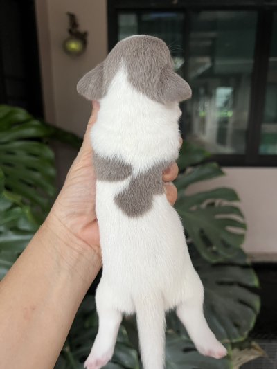 ผู้หญิงขนสั้น น้องปีใหม่