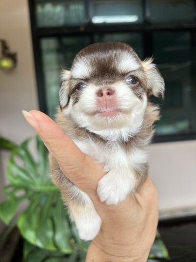 ผู้หญิงขนยาว น้องเบลล่า(Bella)