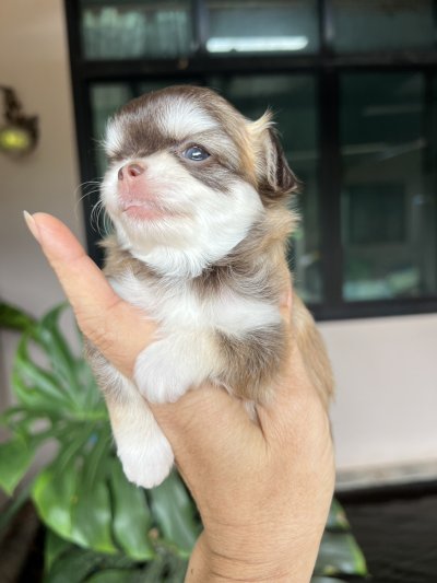 ผู้หญิงขนยาว น้องเบลล่า(Bella)