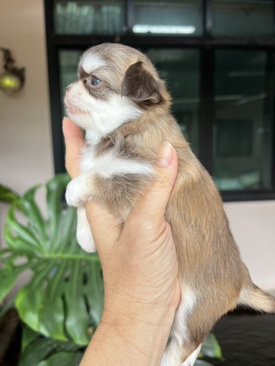 ผู้หญิงขนยาว น้องเบลล่า(Bella)