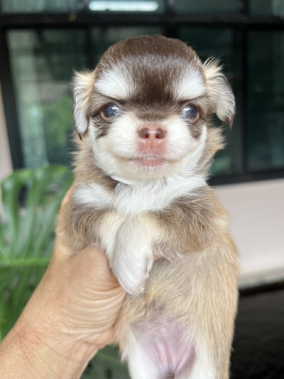 ผู้หญิงขนยาว น้องเบลล่า(Bella)