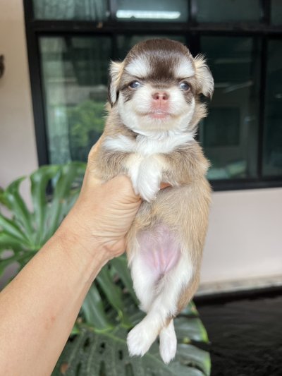 ผู้หญิงขนยาว น้องเบลล่า(Bella)