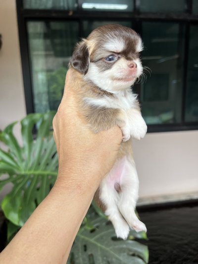 ผู้หญิงขนยาว น้องเบลล่า(Bella)