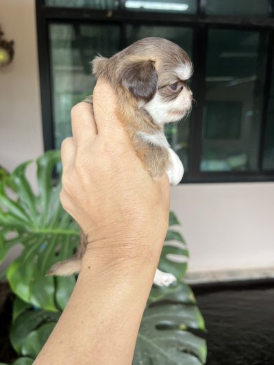 ผู้หญิงขนยาว น้องเบลล่า(Bella)