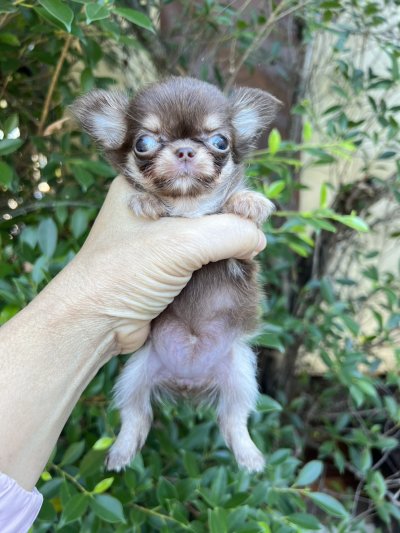 ผู้หญิงขนยาว น้องพิกซี่ (Pixie)