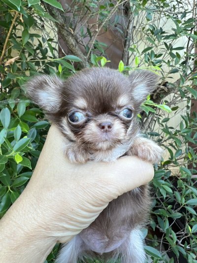 ผู้หญิงขนยาว น้องพิกซี่ (Pixie)