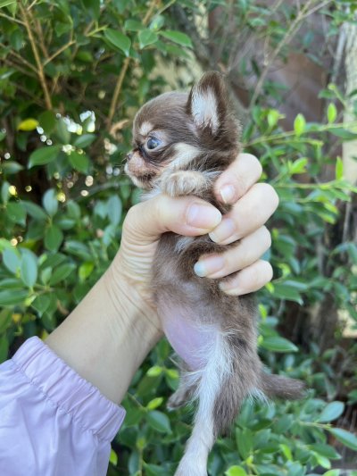 ผู้หญิงขนยาว น้องพิกซี่ (Pixie)