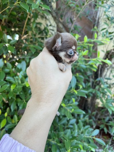 ผู้หญิงขนยาว น้องพิกซี่ (Pixie)